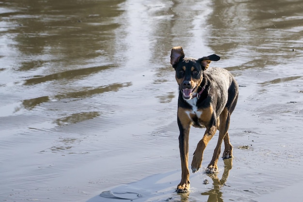 Dog Playing on the Beach