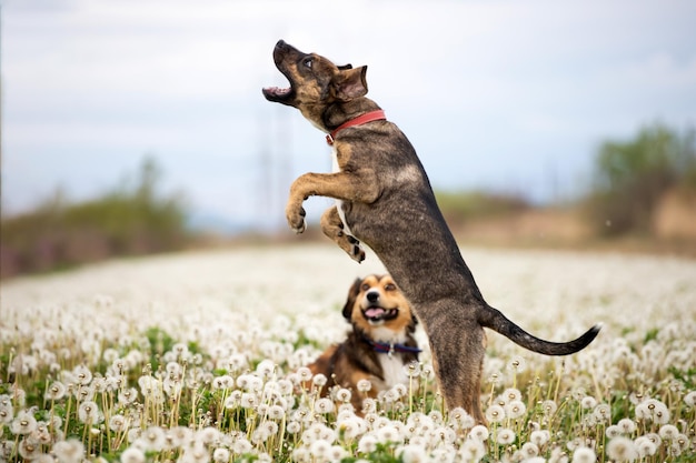 Photo dog playing in a field