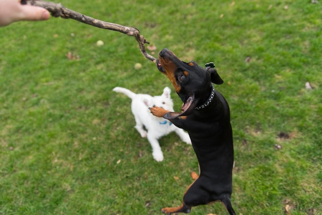 Photo dog playing on field