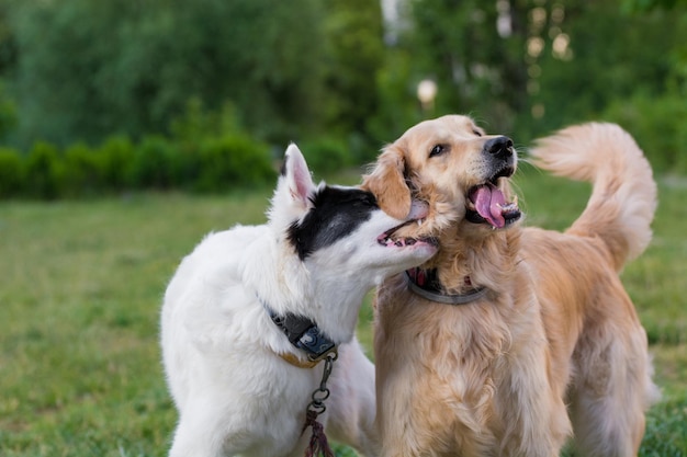 Foto cane che gioca sul campo erboso