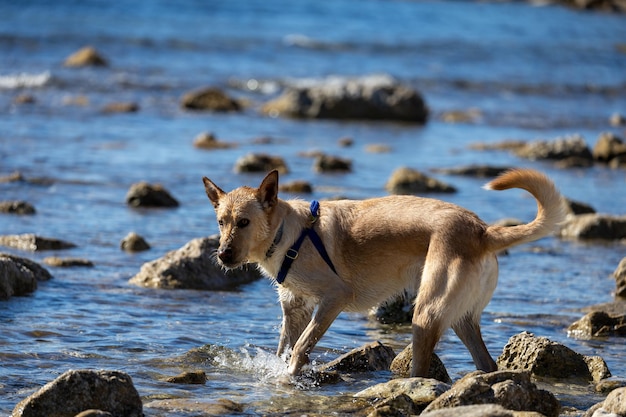 Dog playing into the water in the sea