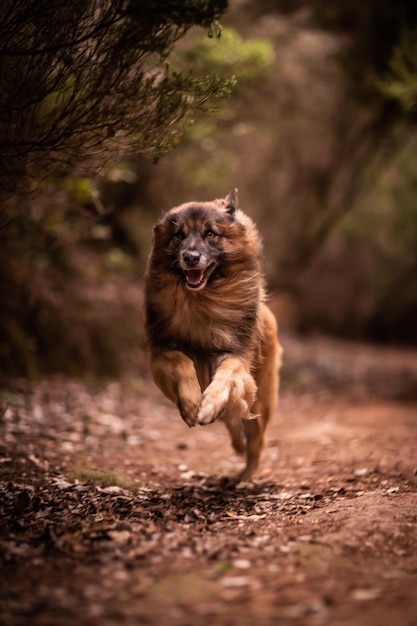 自然の中で遊ぶ犬