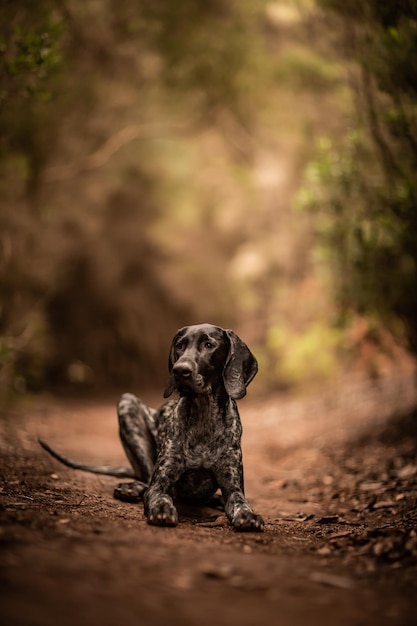 Photo dog playing in nature