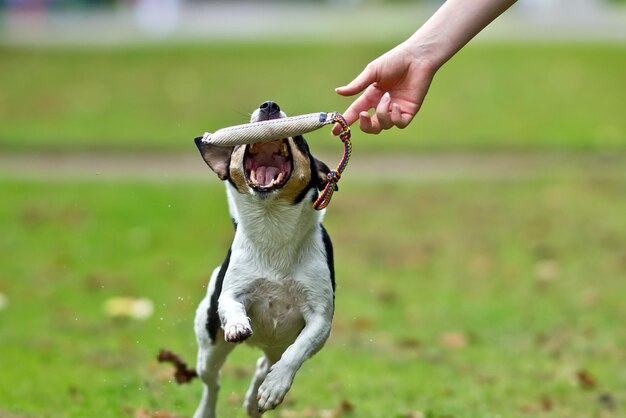 写真 野原で遊ぶ犬