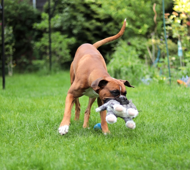 写真 野原で遊ぶ犬