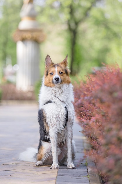 Dog playing outdoor Funny dog