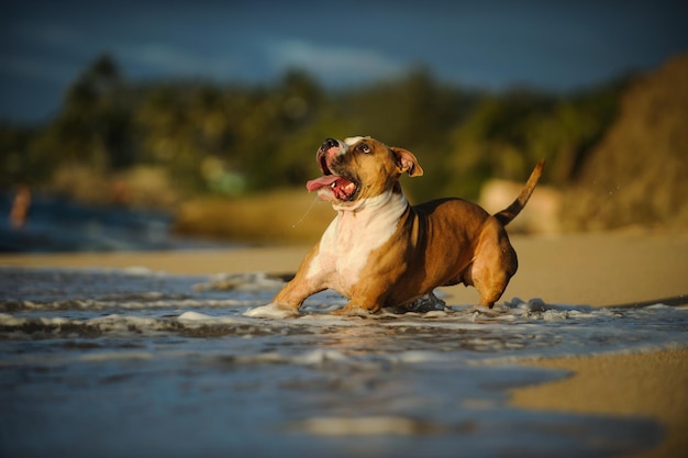 海で遊ぶ犬