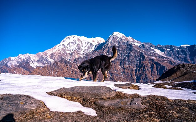 Dog playing on snow during Mardi trek in kaski Nepal