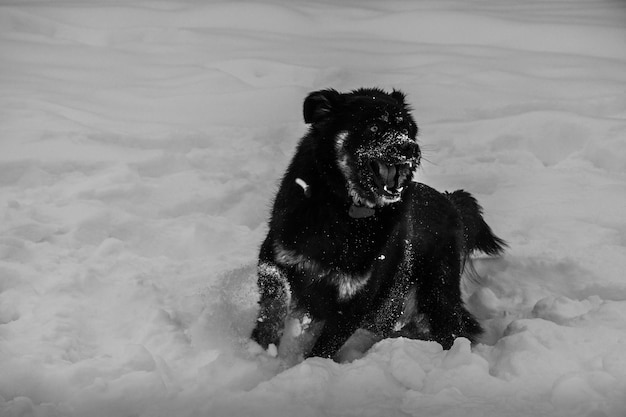 雪の中で遊ぶ犬