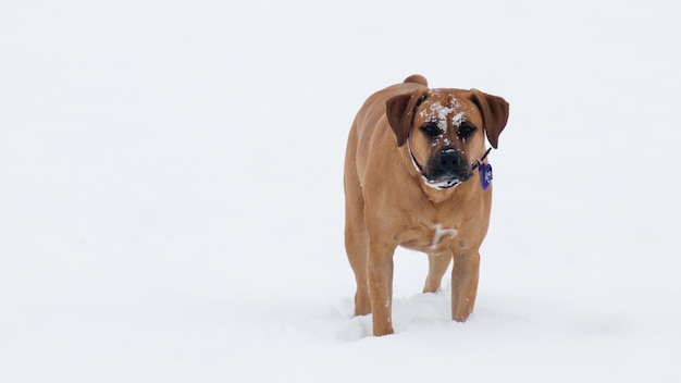 Dog playing in the snow