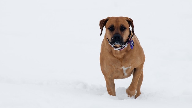 Dog playing in the snow