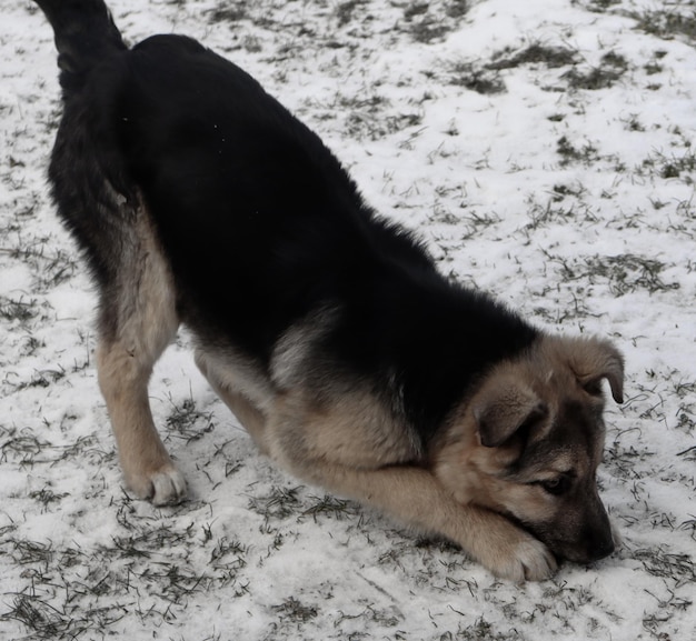 Собака играет в снегу