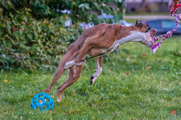 Foto cane che gioca con la palla sul campo