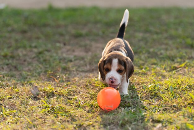 Dog playing with ball on field