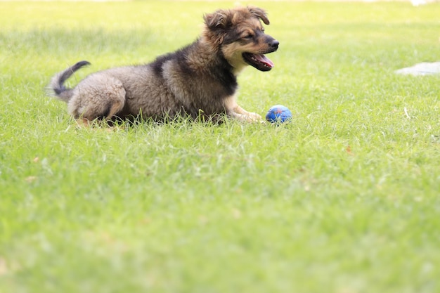 Foto cane che gioca con la palla sul campo