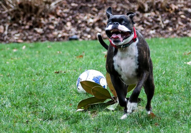 Photo dog playing with ball on field