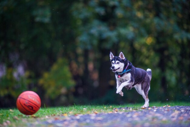 Foto cane che gioca con la palla sull'erba