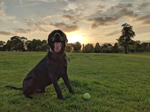 写真 野球場でボールで遊ぶ犬