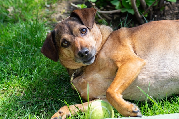 Cane che gioca con una palla