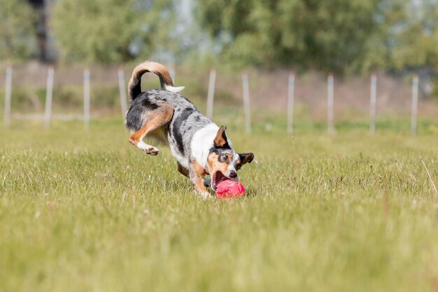 A dog playing with a red frisbee in a field