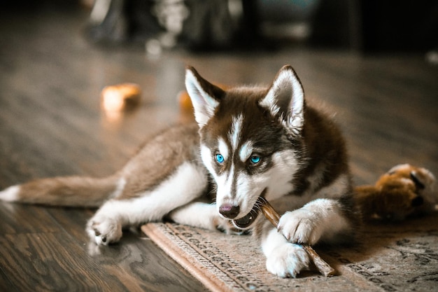 床に横たわっている犬が棒で遊んでいる
