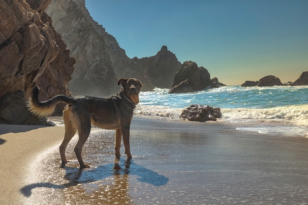 Dog playing with the waves on the  Atlantic ocean coastline Praia da Adraga near Sintra in Portugal