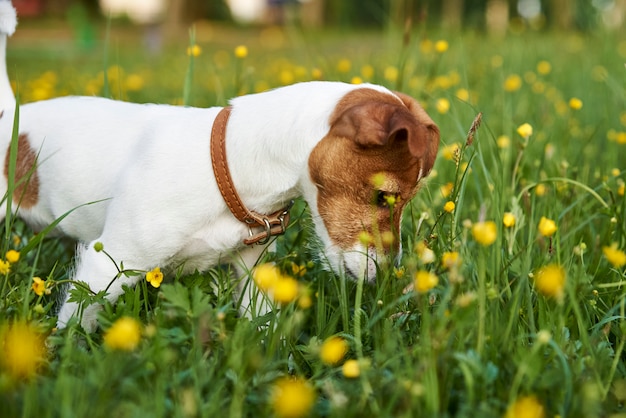 Dog plays in the park on the grass