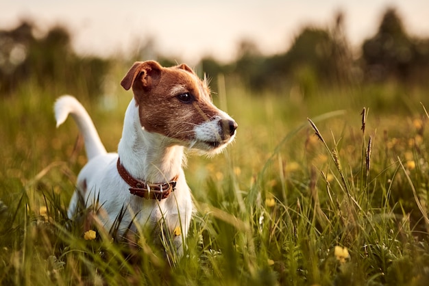 犬は芝生の上の公園で遊んでいます。