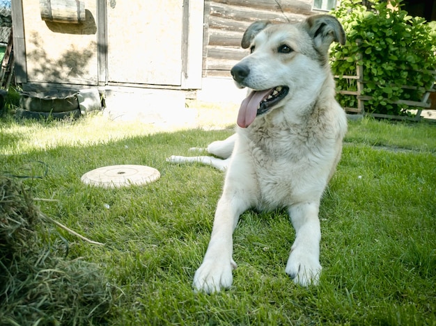 犬が芝生の上で飛んでいるフリスビーで遊ぶ