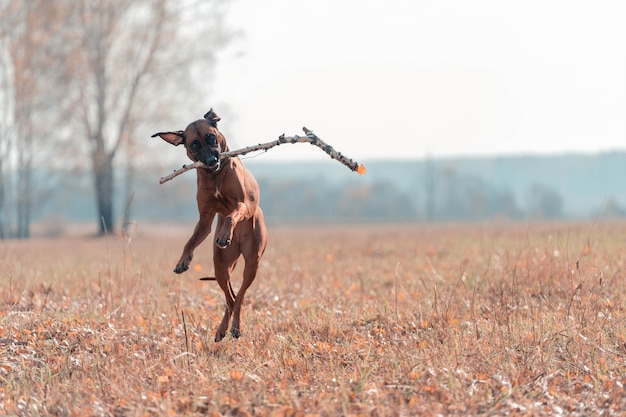 개는 노란 잎으로 덮인 공터에서 막대기를 가지고 놀고 있습니다. Rhodesian Ridgeback은 재미있습니다.