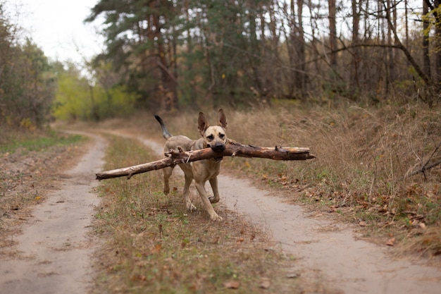 Photo the dog plays with a stick in the forest