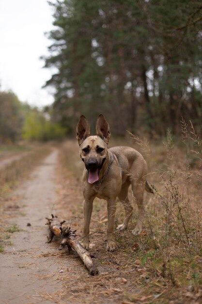 The dog plays with a stick in the forest