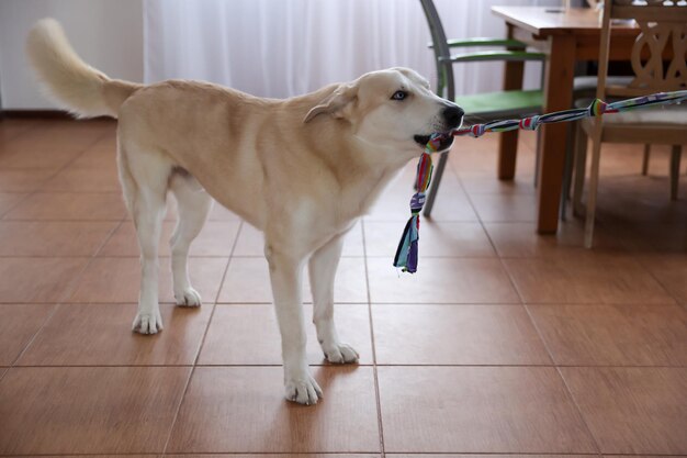 写真 犬は部屋でおもちゃで遊ぶ