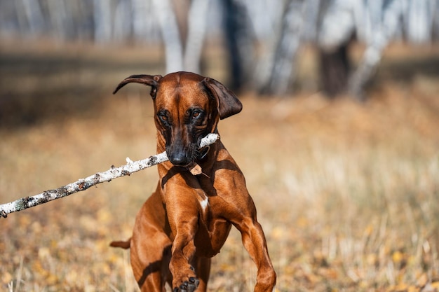 Foto il cane gioca con una bacchetta. il cane ha fatto una faccia buffa