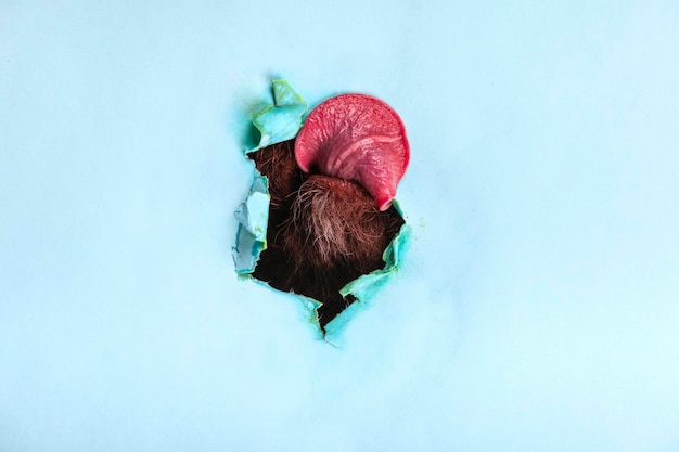 A dog pokes its snout and sticks its tongue out through a hole in the paper on a colored background