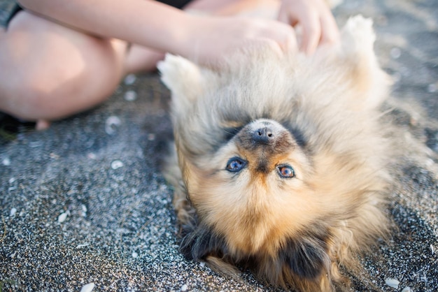 金色の髪と茶色の目を持つポメラニアン犬種の犬はビーチに横たわり、太陽の下で未知の少年の手で遊ぶ