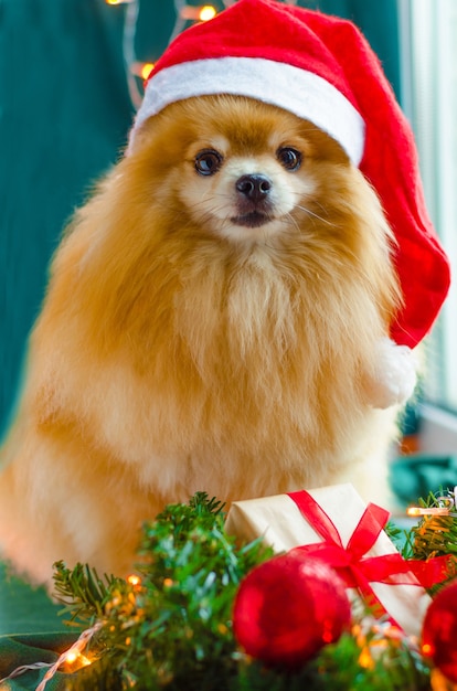 사진 크리스마스 선물을 가진 빨간 산타 모자에 개 포메라니안 스피츠