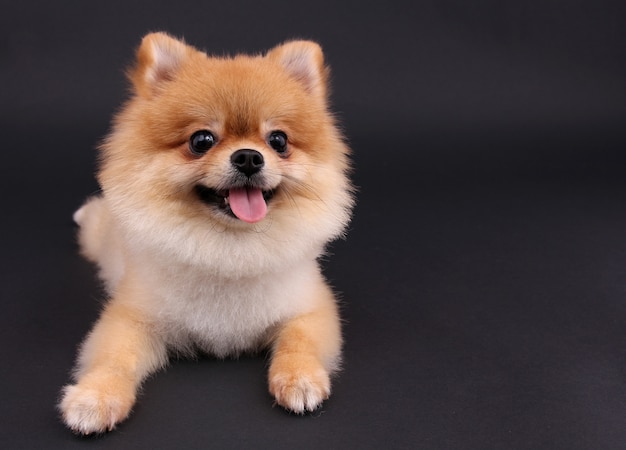 Dog Pomeranian.