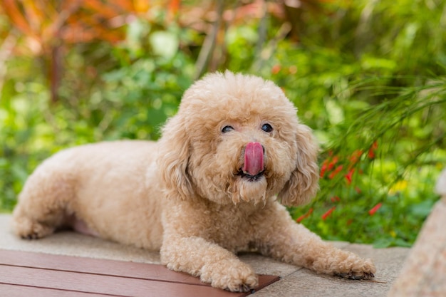 Photo dog poodle sit on bench