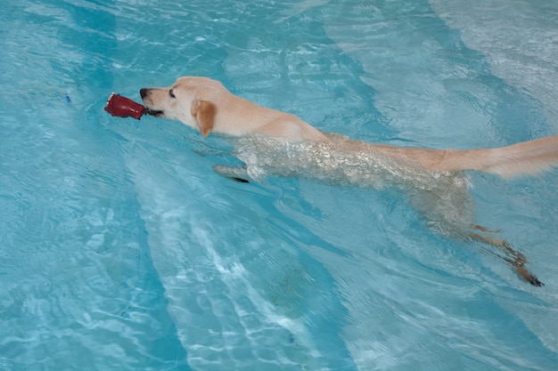 Cane in piscina