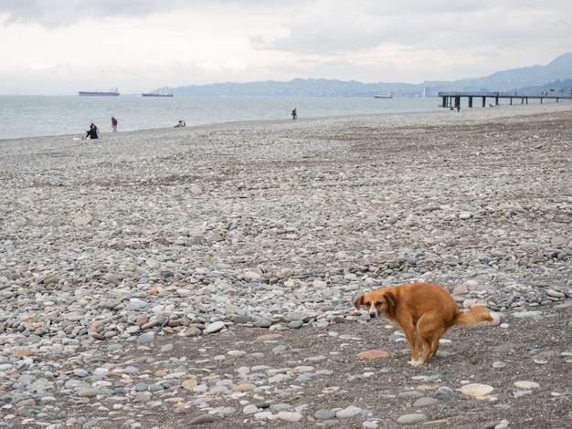 The dog poops on the beach Animal on the coast rocky seashore