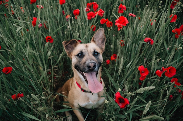 Dog in the poppies