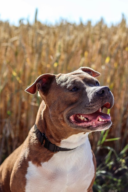 Dog portrait American Staffordshire Terrier on the background of a field with wheat rye Dog model The dog smiles Postcard photo advertising wallpaper