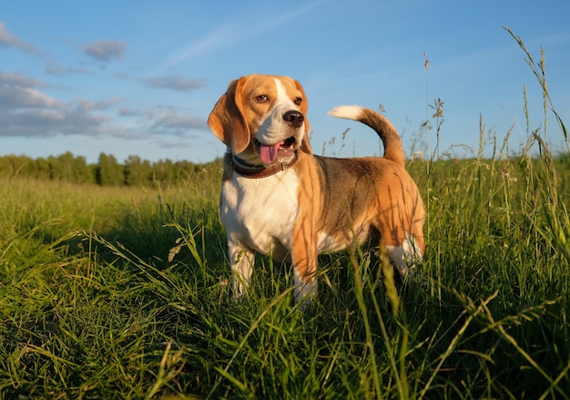 Портрет собаки бигль вечером на прогулке в поле