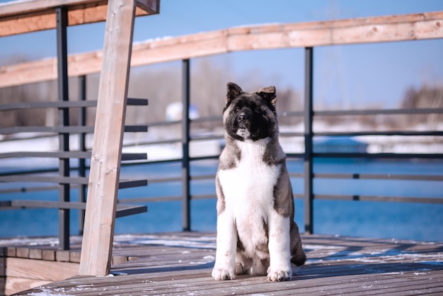 Foto il ritratto del cane tra i fiori di un salice un animale all'aria aperta in primavera akita americano