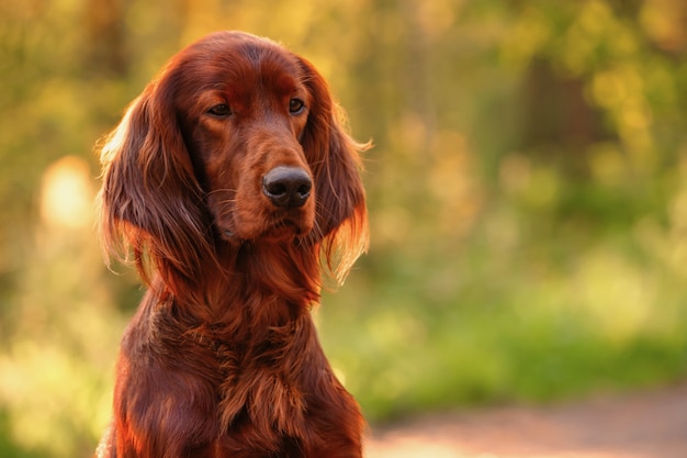 Dog portrait on green . Outdoors.