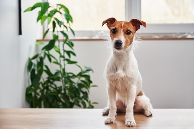 自宅で犬の肖像画。植物の近くに座ってカメラを見ているジャックラッセルテリア