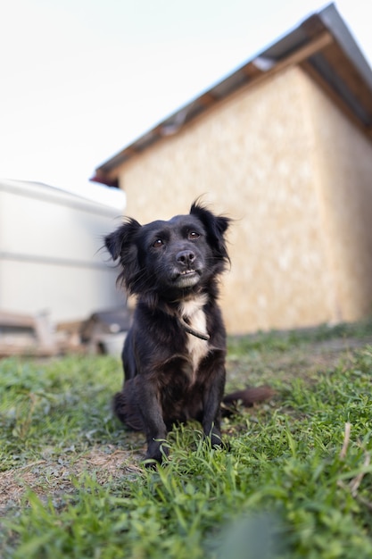 Dog portrait near the house, a little black mongrel on a chain.