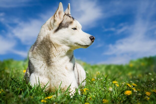 犬。シベリアンハスキーの肖像画。タンポポの芝生の上の犬。風景。空の背景に犬