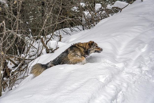 Портрет собаки на фоне снега